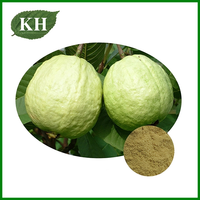 Guava Leaf Extract Powder Guava Leaf Extract Powder